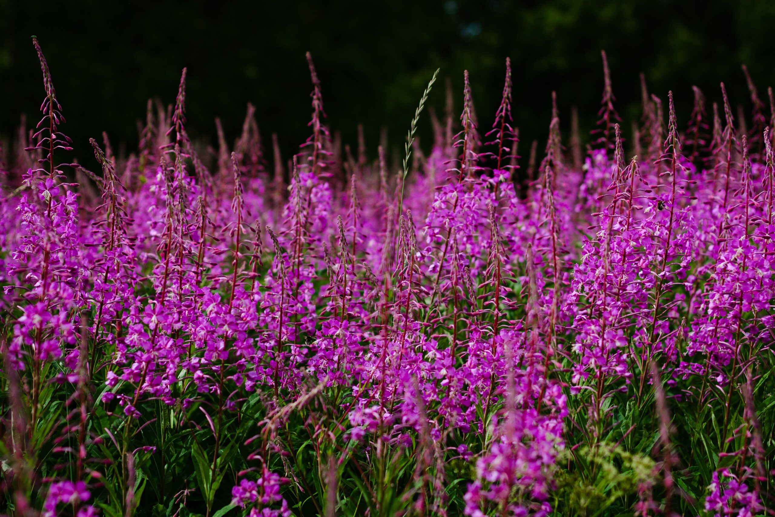 Large group of fireweed, a wildflower in Alaska